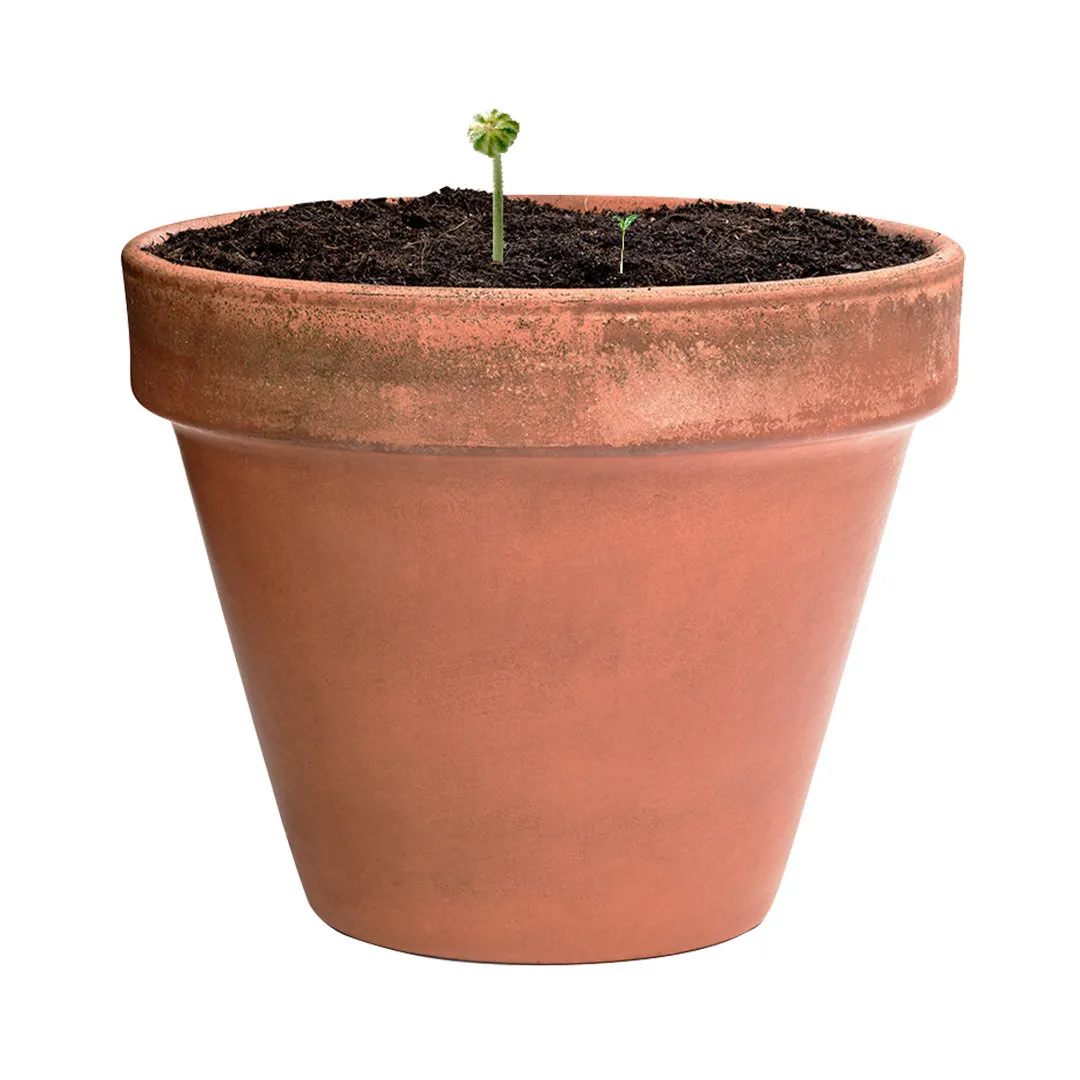 Bombón Semillas Mussox - vista 3